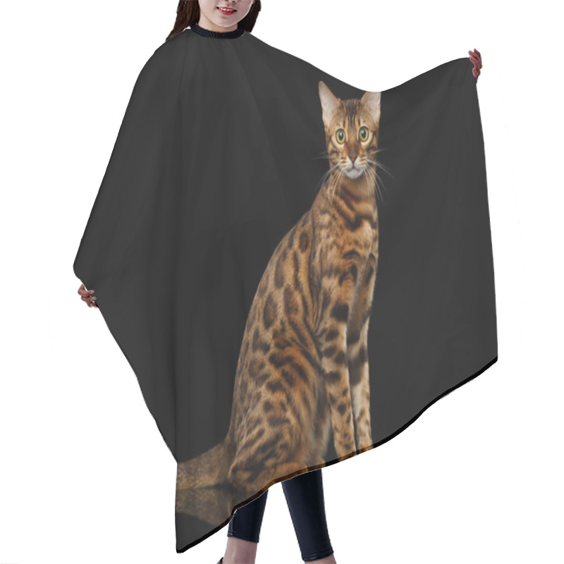 Personality  Gold Bengal Cat With Rosette Sitting On Isolated Black Background With Reflection Hair Cutting Cape