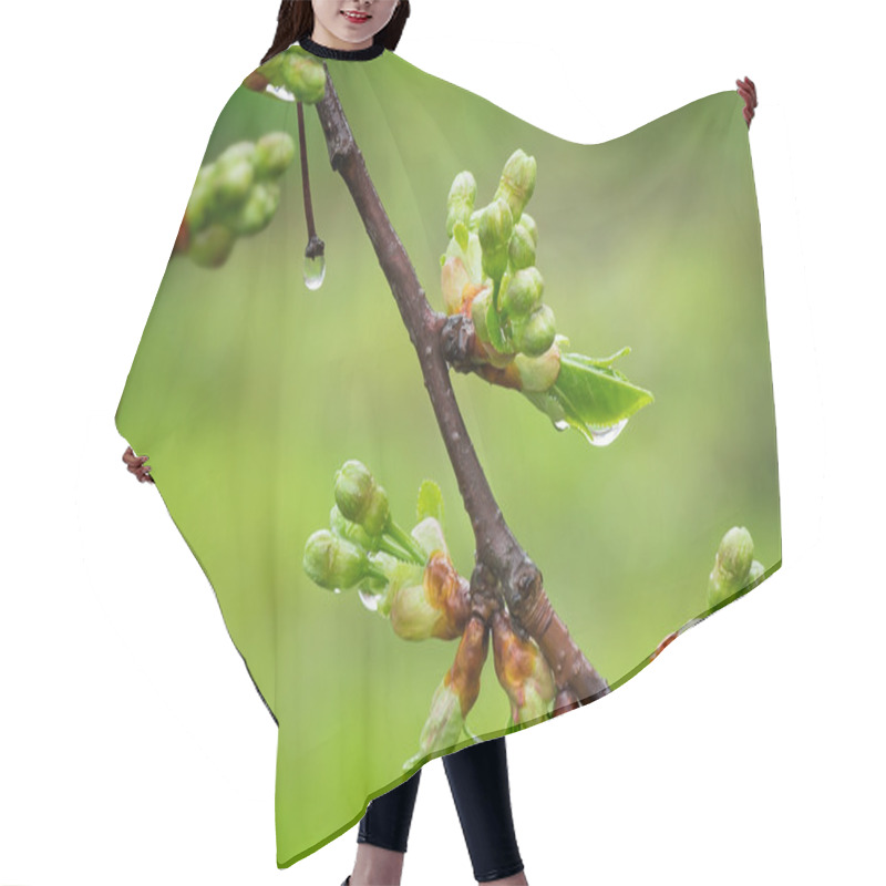 Personality  Blossoming Buds Of Cherry With Water Droplets After A Rain. Hair Cutting Cape