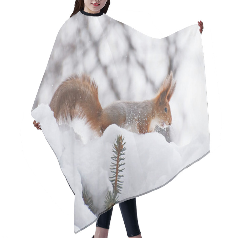 Personality  Squirrel In Winter Hair Cutting Cape