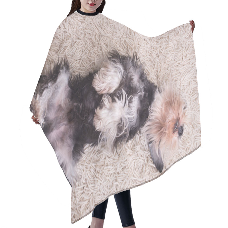 Personality  Black And Silver Miniature Schnauzer Lying On Back With Legs Up On Fluffy Carpet Hair Cutting Cape