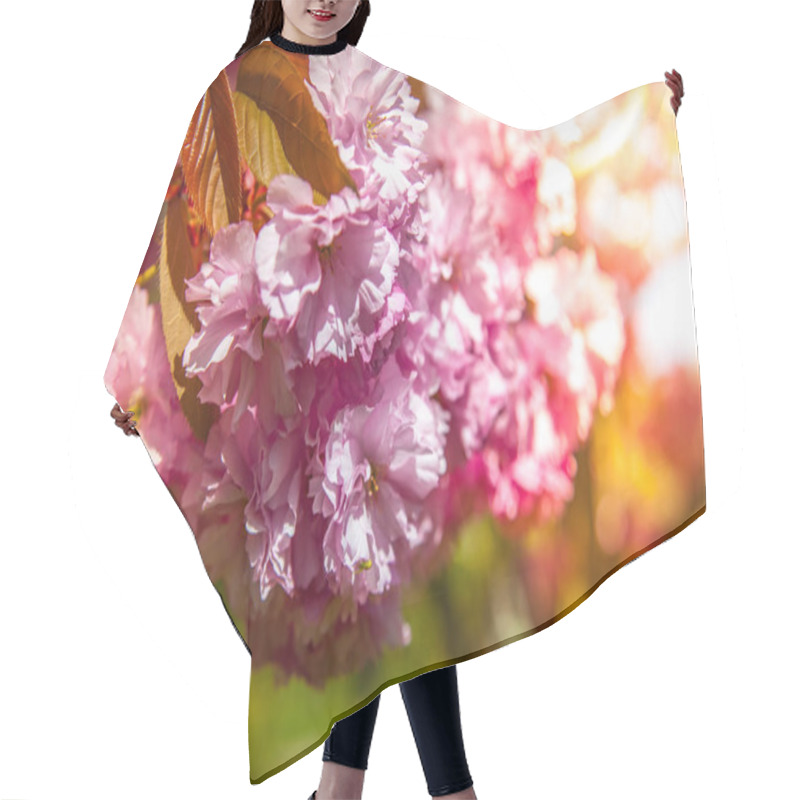 Personality  Selective Focus Of Beautiful Sakura Tree Blossom Backdrop Hair Cutting Cape