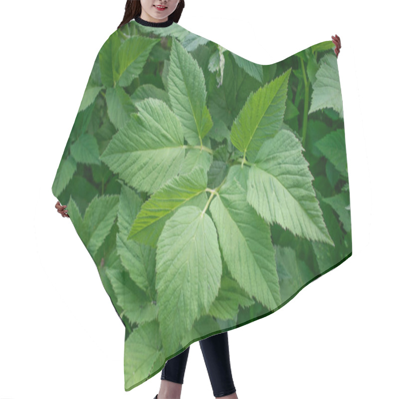 Personality  Aegopodium Podagraria Perennial Herbaceous Plant Of The Umbrella Family Hair Cutting Cape