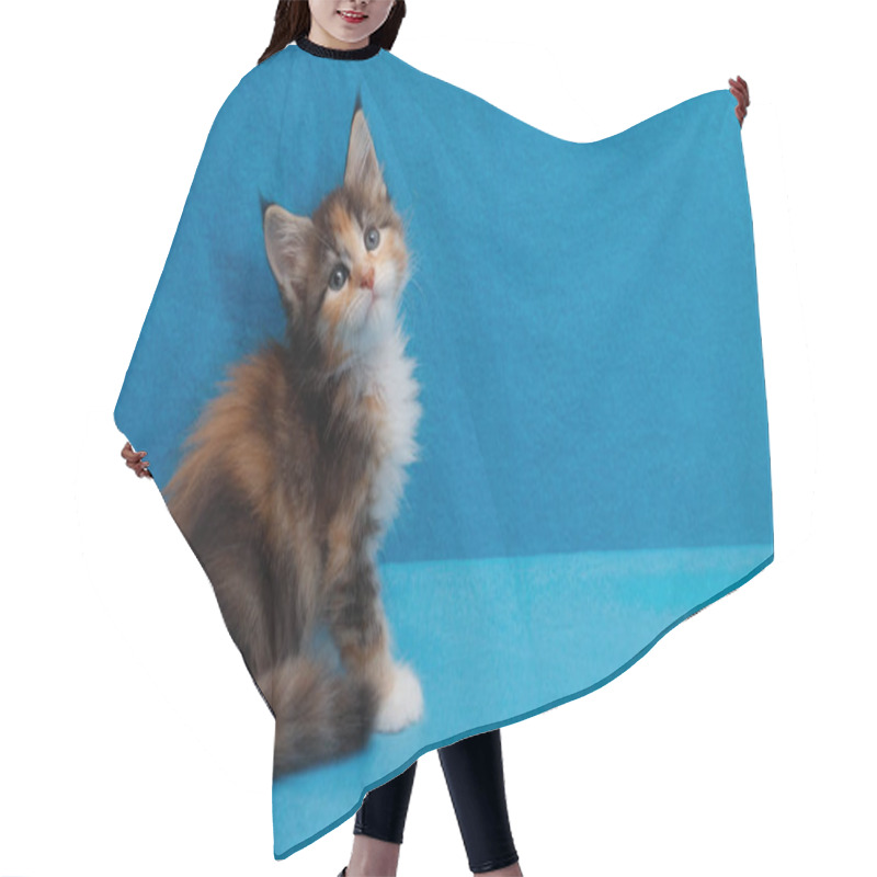 Personality  Beautiful Maine Coon Kitten On A Blue Background. Blank For Advertising With Copy Space. Aspect Ratio For 16:9 Video. Cat Color: Black Tortie Bicolour Mackerel Tabby F 03 23 Hair Cutting Cape