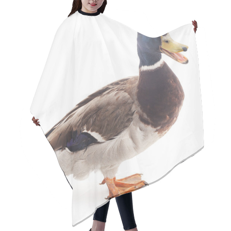 Personality  Wild Duck  Isolated. Hair Cutting Cape