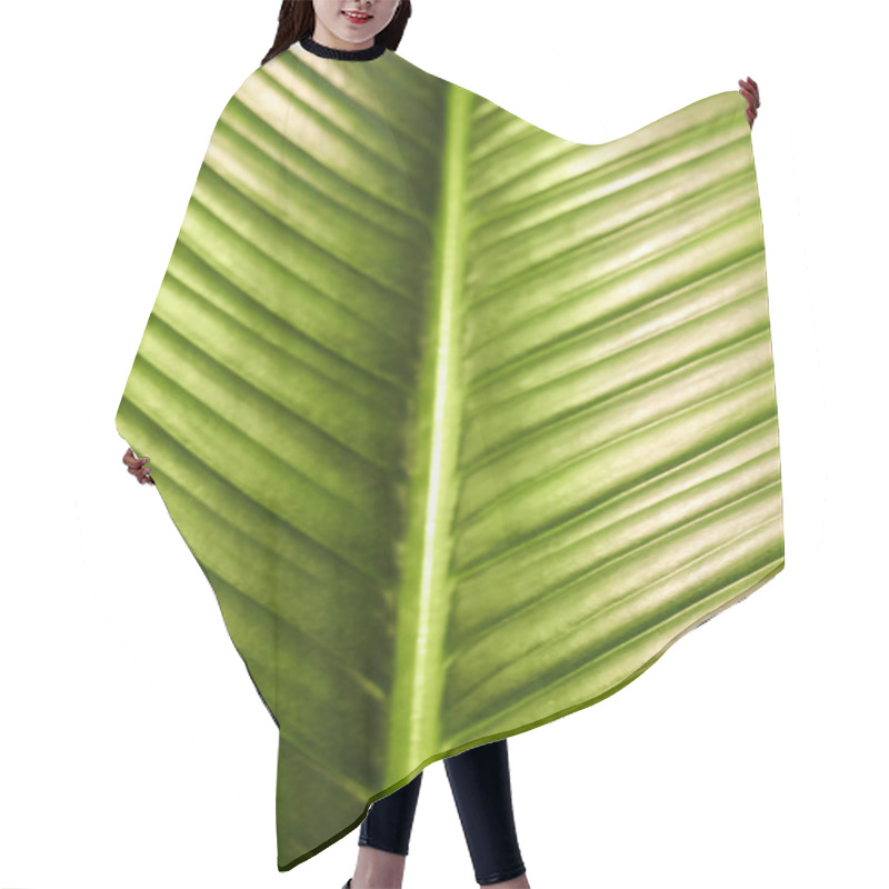 Personality  Lush Green Leaf Of Tropical Plant As Background, Closeup Hair Cutting Cape