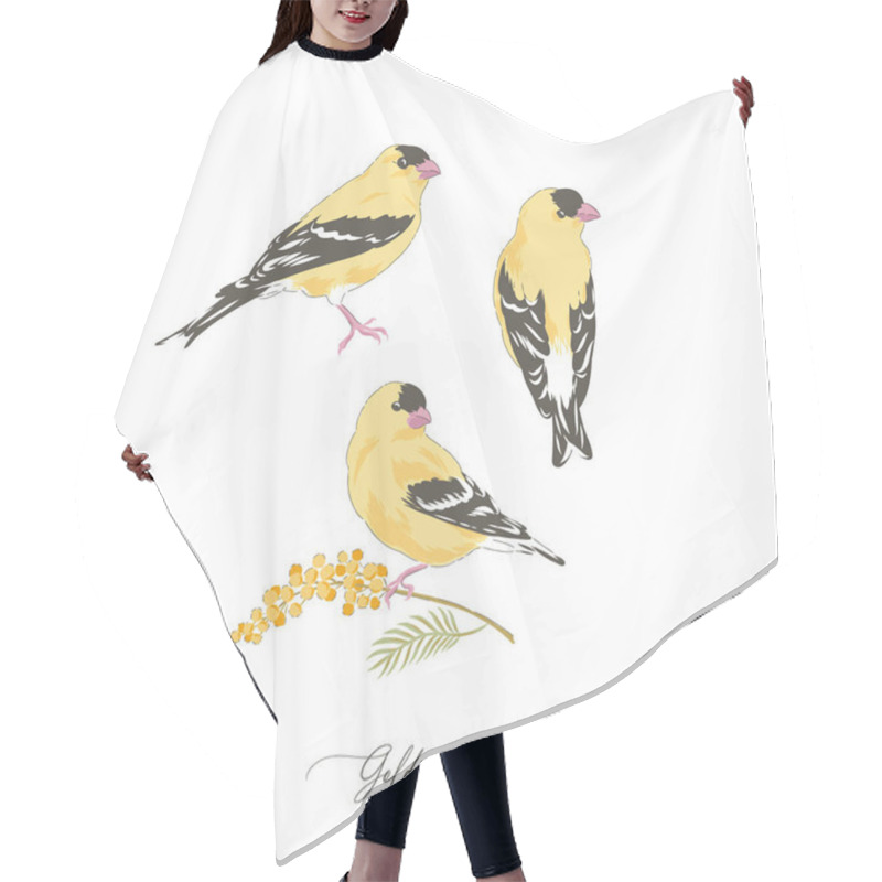 Personality  Goldfinch Bird Hand Drawn Vector Illustration Set Hair Cutting Cape