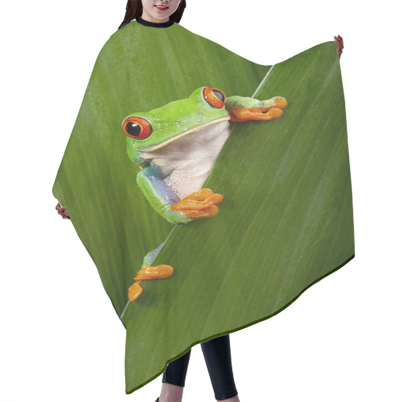 Personality  Red Eyed Tree Frog Peeping Hair Cutting Cape