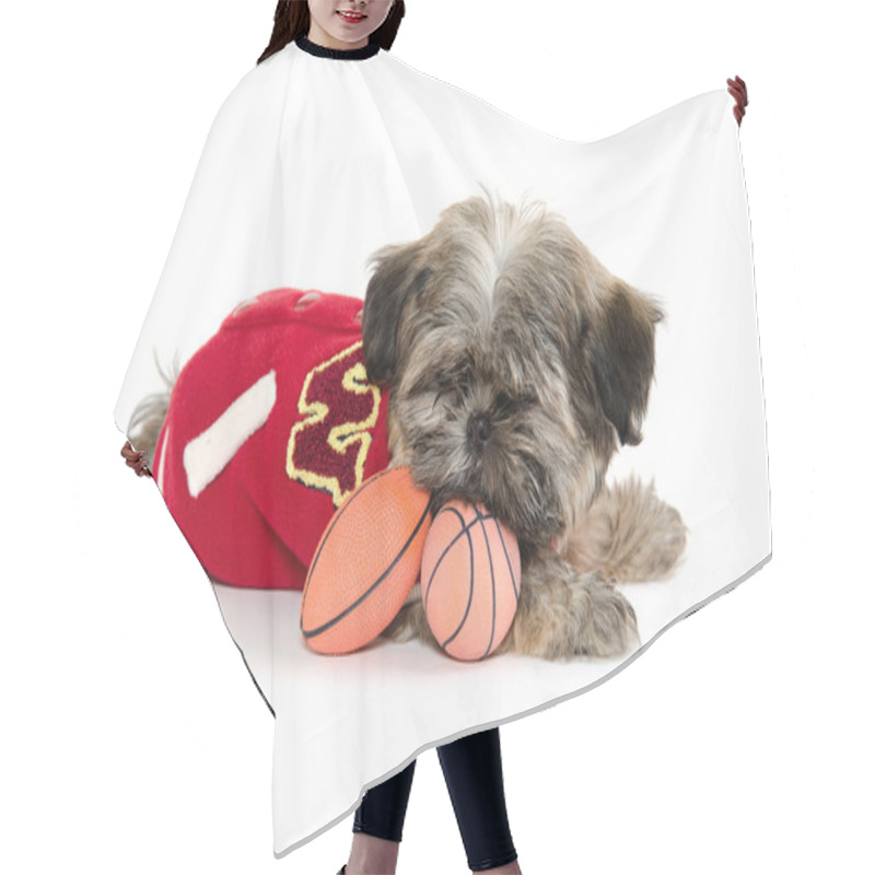 Personality  Shih Tzu Puppy With Football Hair Cutting Cape