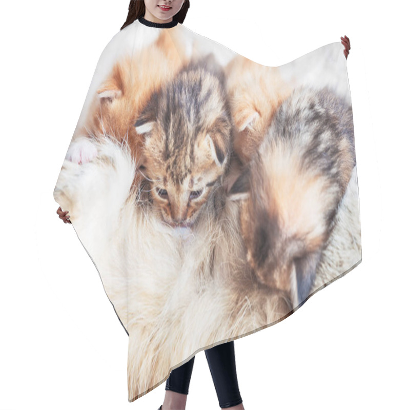 Personality  Mother Cat Nursing Baby Kittens Hair Cutting Cape