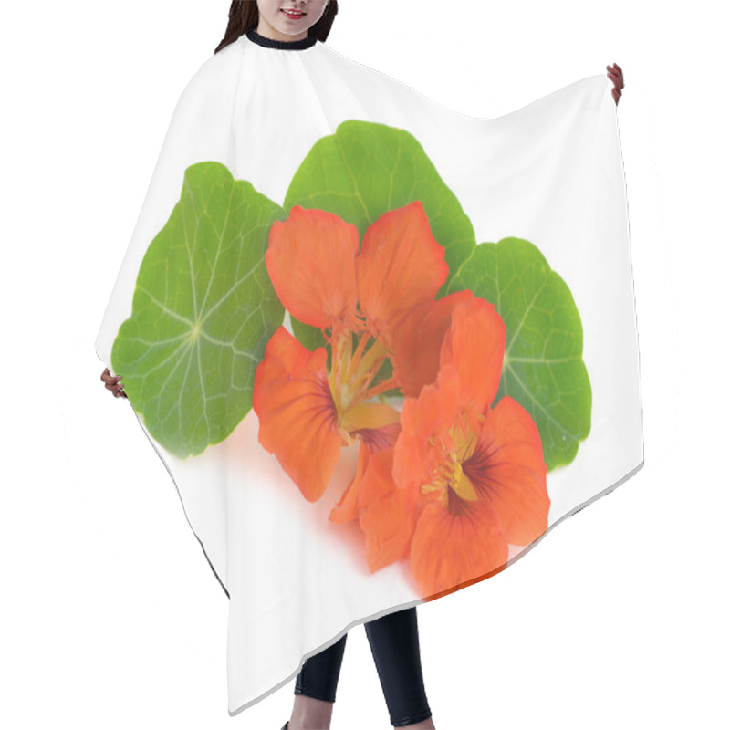 Personality  Nasturtium Flowers Isolated. Hair Cutting Cape