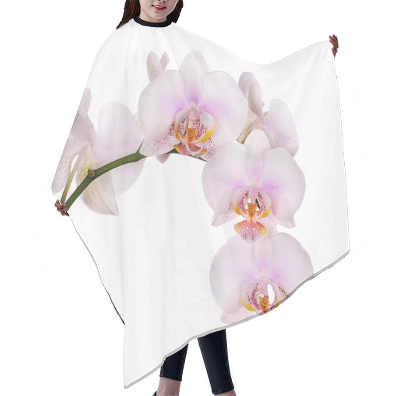 Personality  Spotted Light Pink Isolated Branch Of Orchids Hair Cutting Cape