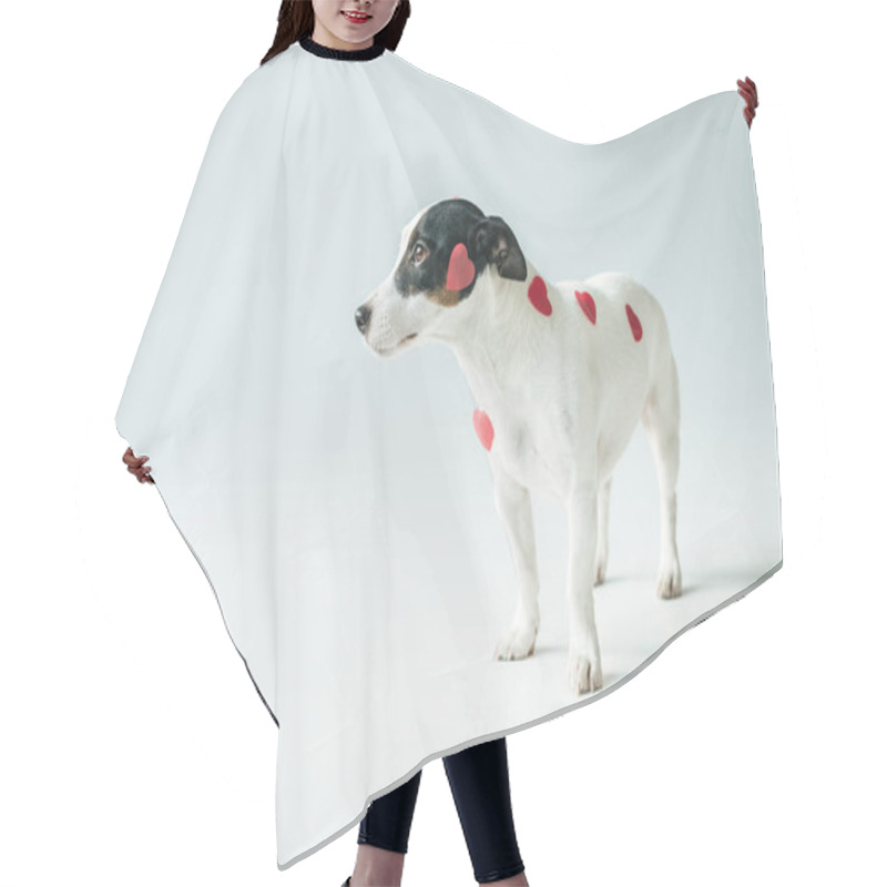 Personality  Dog Hair Cutting Cape