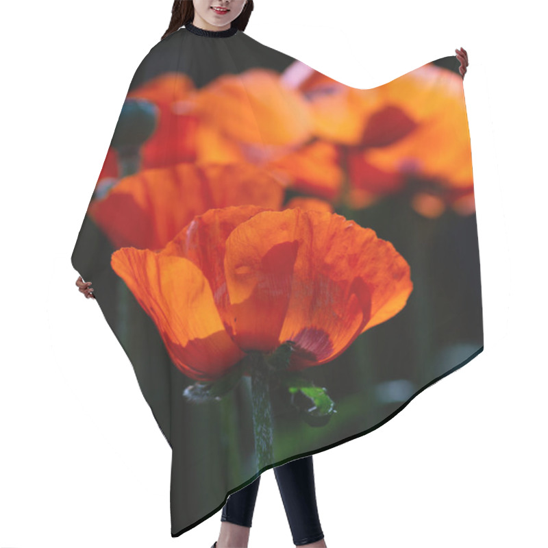 Personality  A Field Of Beautiful Red Poppies Hair Cutting Cape