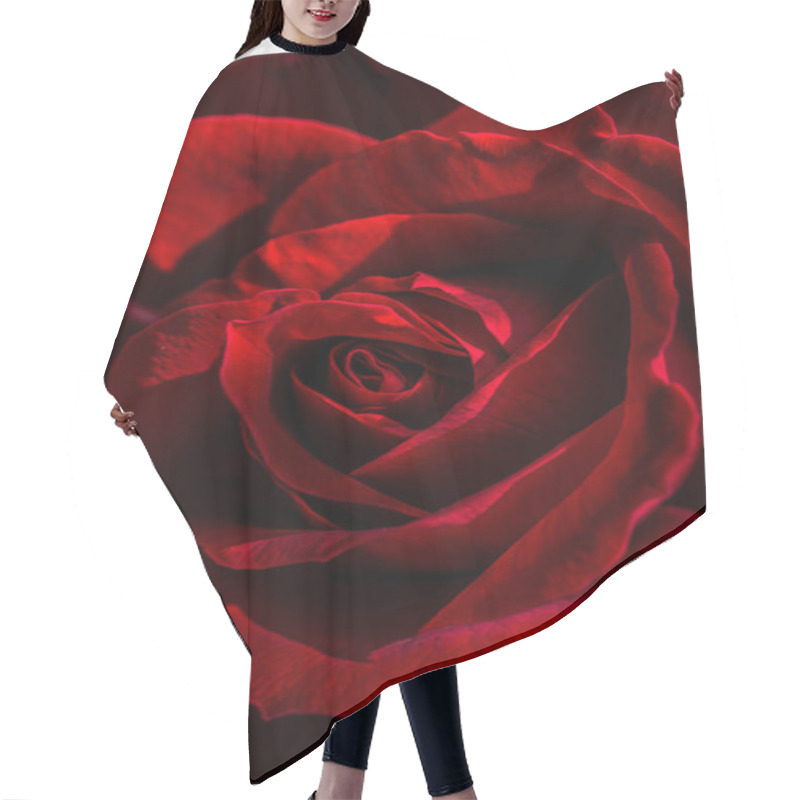 Personality  Red Rose Flowers For The Holiday, Bokeh, Macro, Floral Background.  Romantic Space For Text Hair Cutting Cape