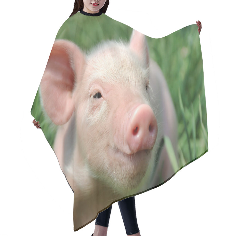 Personality  Young Pig On A Green Grass Hair Cutting Cape