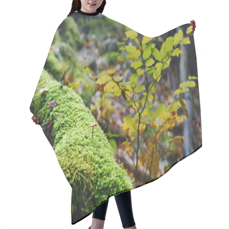 Personality  The Image Shows A Lush Forest Floor With A Fallen Log Covered In Vibrant Green Moss. A Small Mushroom Is Growing On The Mossy Log, And There Are Yellow And Green Leaves In The Background Hair Cutting Cape