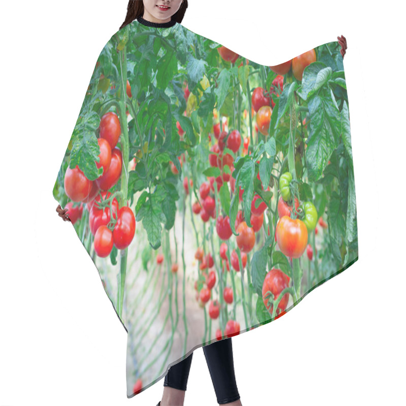 Personality  Farm Of Tasty Red Tomatoes Hair Cutting Cape