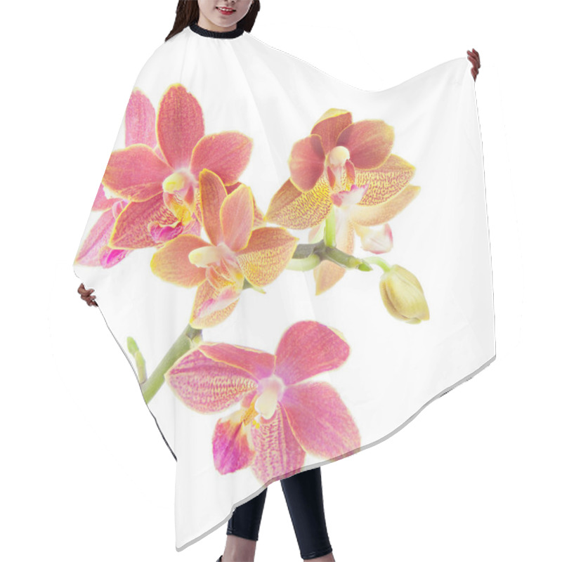 Personality  Beautiful Rare Orchid In A Pot On A White  Background Hair Cutting Cape