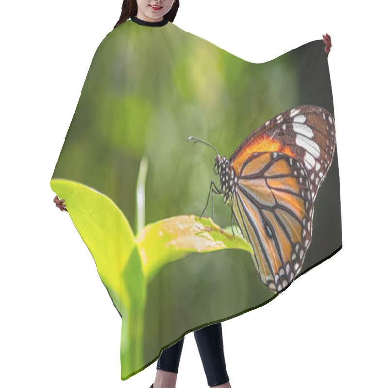 Personality  Common Tiger Butterfly (monarch Butterfly) On Green Leaves Hair Cutting Cape