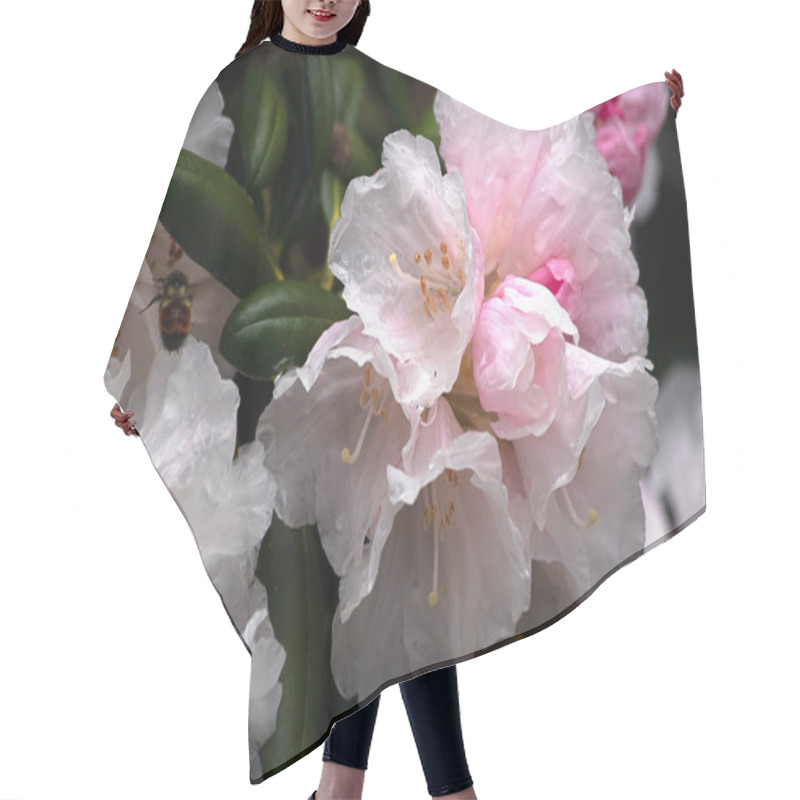 Personality  White And Pink Petals Of Rhododendrons In Full Bloom Hair Cutting Cape