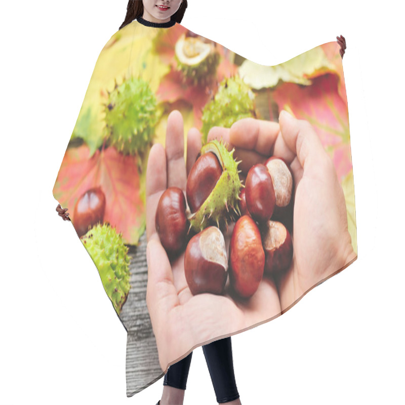 Personality  Fresh Chestnuts In The Hands On Background Autumn Leaves Hair Cutting Cape