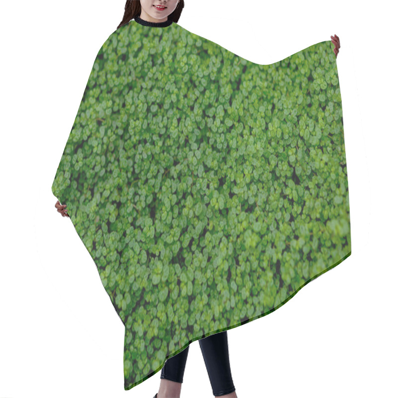 Personality  Full Frame Shot Of Ground Ivy, Textured Background Hair Cutting Cape