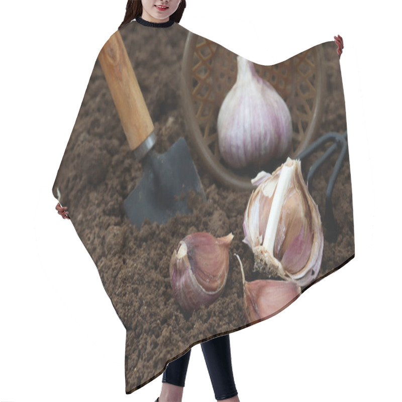 Personality  Closeup Of Gardener Sets Garlic In Soil At Field Hair Cutting Cape