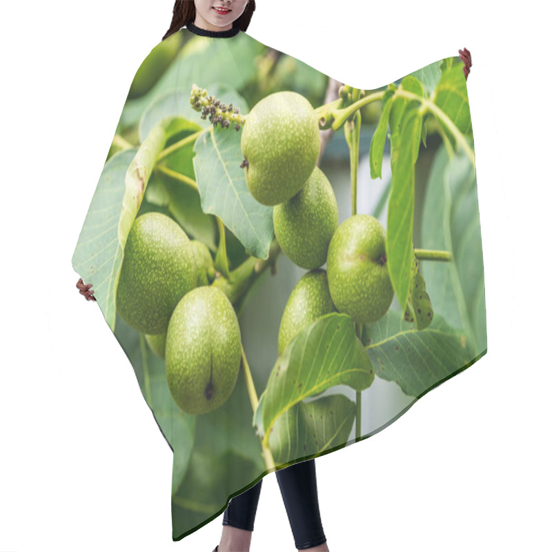 Personality  Tree Filled With Ripe Green Fruit. A Tree Filled With Lots Of Green Fruit Hair Cutting Cape