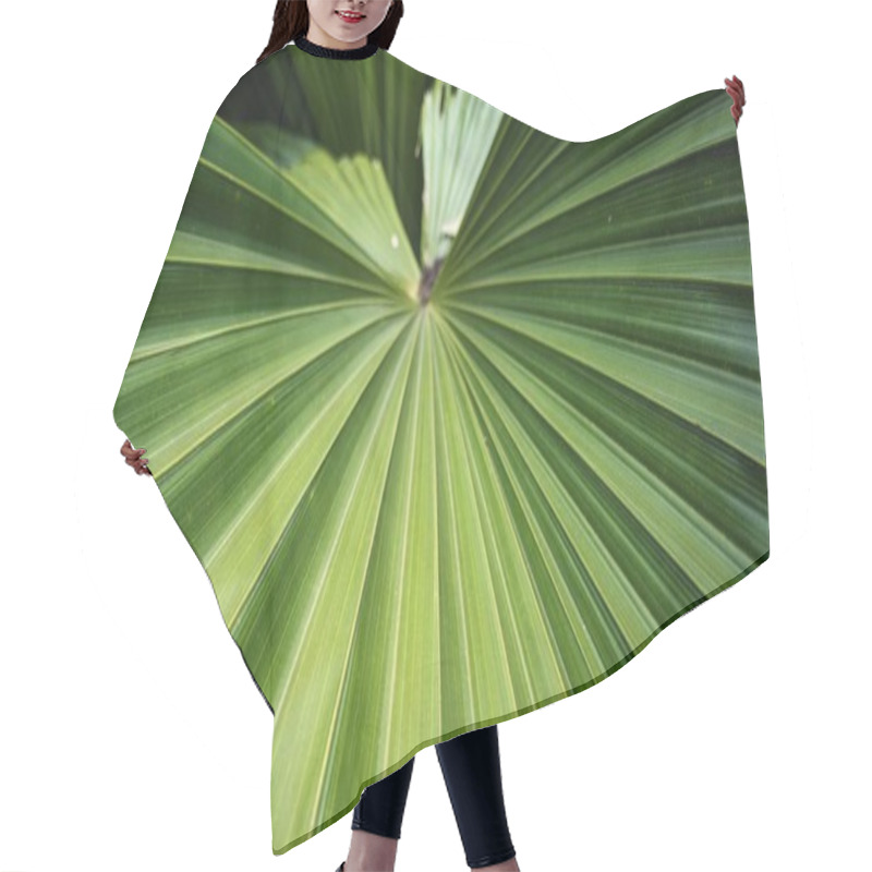 Personality  A Close-up Of A Large Green Palm Leaf With A Fan-like Shape. The Leaf's Veins Create A Symmetrical Pattern, Radiating From The Center, And Its Vibrant Green Color Adds To The Lush, Tropical Feel. Hair Cutting Cape