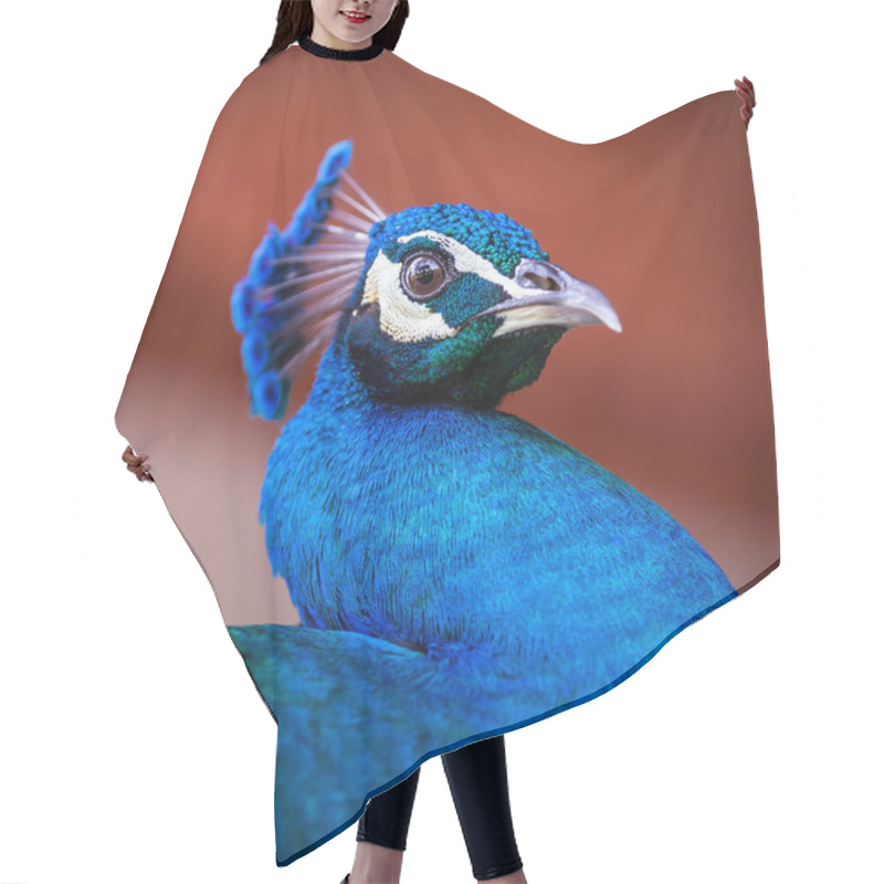 Personality  Peacock With A Long S-shaped Neck Hair Cutting Cape