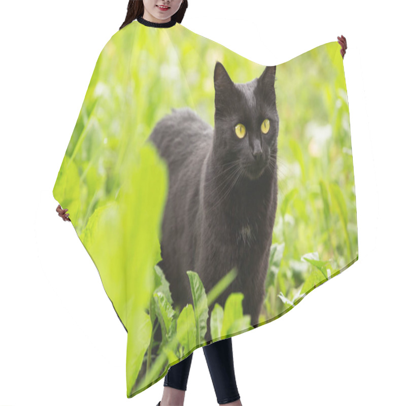 Personality  Beautiful Bombay Black Cat With Yellow Eyes And Attentive Look In Green Grass In Nature Hair Cutting Cape