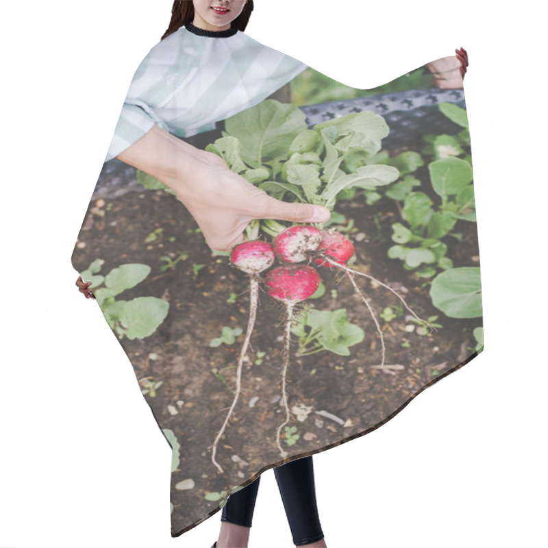 Personality  Cropped Shot Of Woman Harvesting Radish From Raised Bed In Garden Hair Cutting Cape