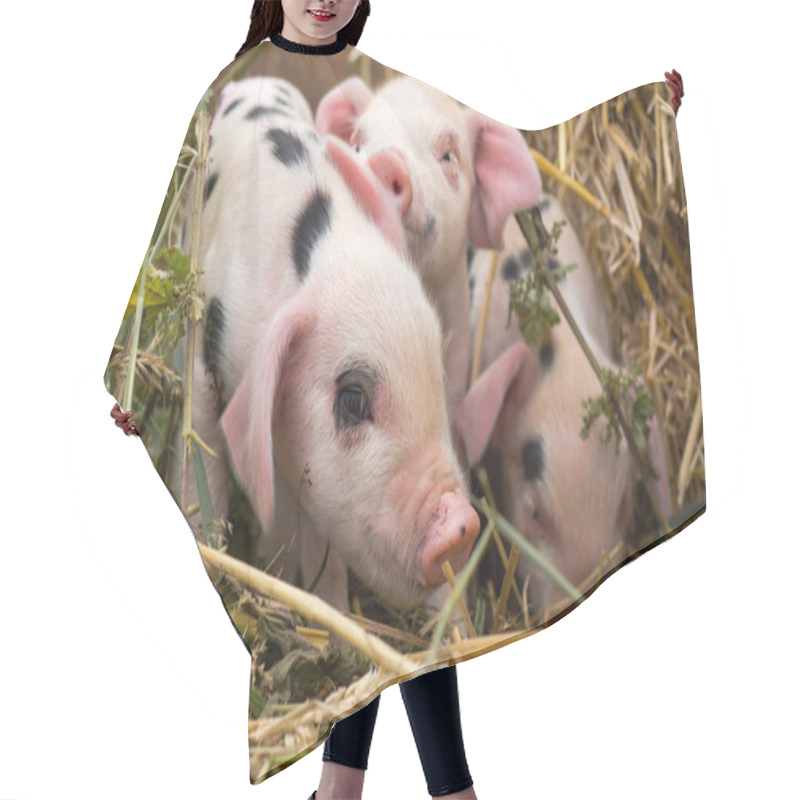 Personality  Oxford Sandy And Black Piglets In Straw Hair Cutting Cape