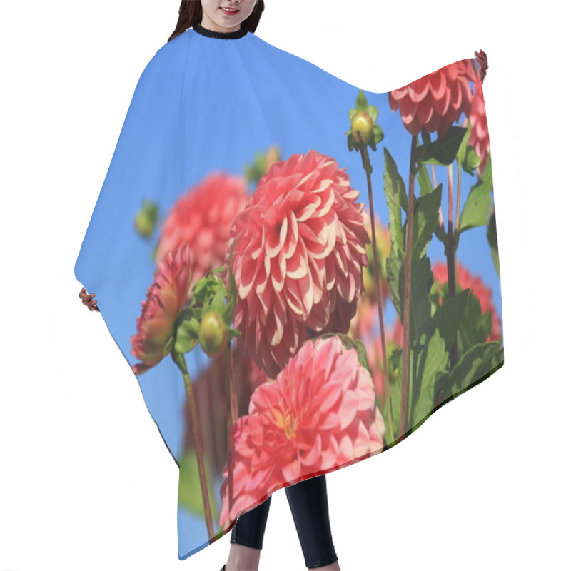 Personality  Red Asters Blooming In The Garden On A Sunny Summer Day Hair Cutting Cape