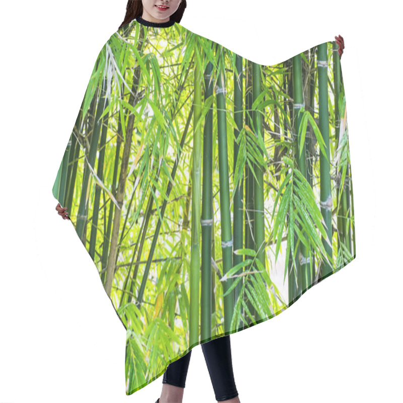 Personality  Bamboo Forest Background Hair Cutting Cape