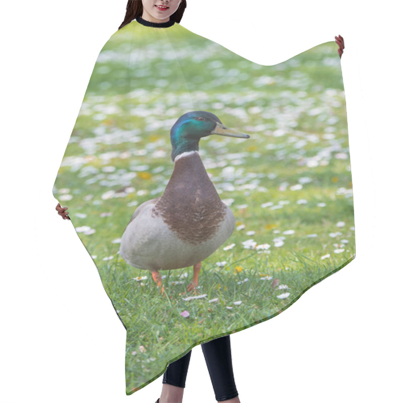 Personality      Mallard Duck, Anas Platyrhynchos, Walking On The Grass With Daisies In Springtime  Hair Cutting Cape