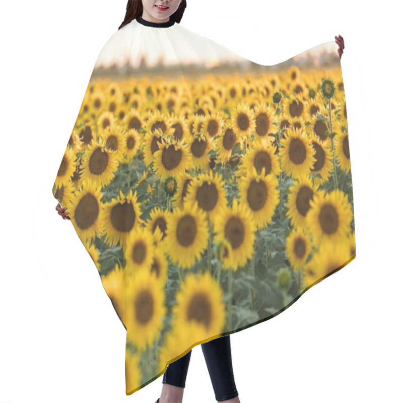 Personality  Sunflowers Field Near Arles  In Provence, France Hair Cutting Cape