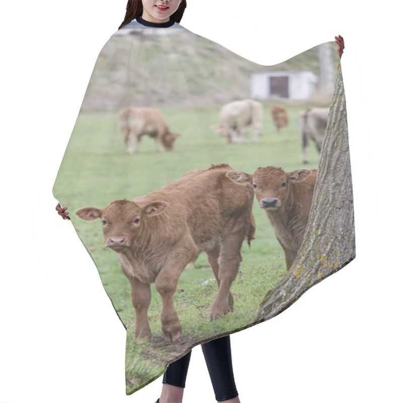 Personality  Herd Of Cows And Calves At A Waterhole, Santo Domingo De Silos, Burgos Province, Spain Hair Cutting Cape