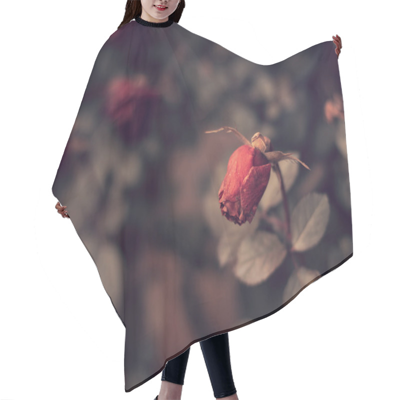 Personality  Dead Red Roses In Winter Hair Cutting Cape