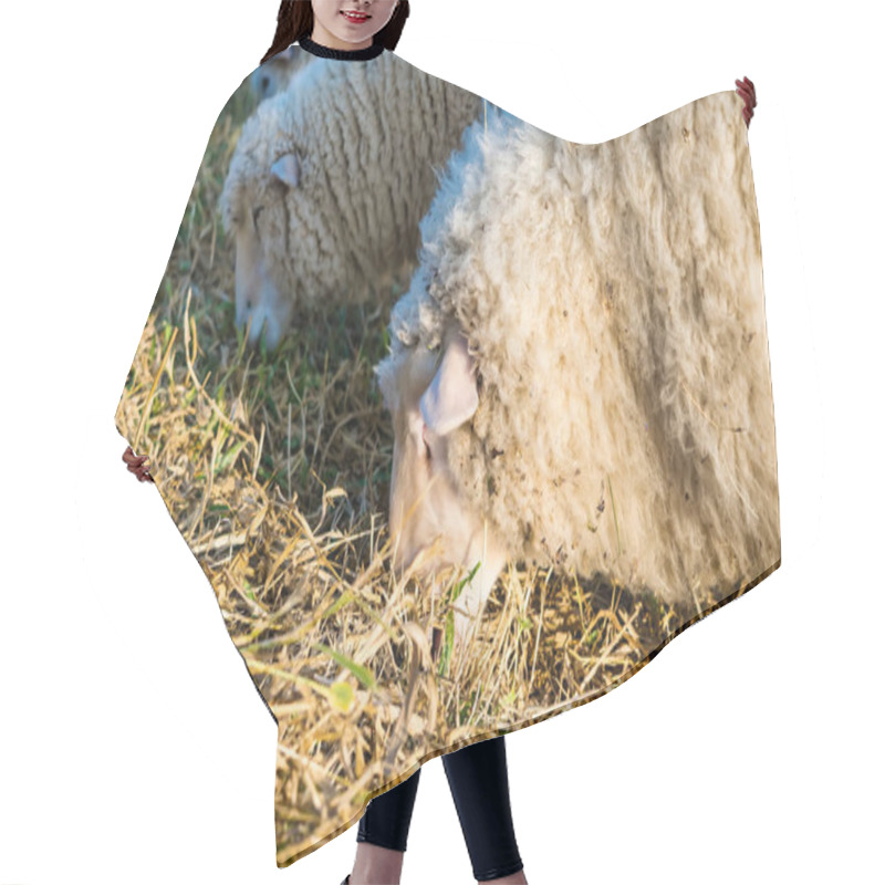 Personality  Close-Up Of A Sheep Grazing In A Field On A Sunny Day, Highlighting Its Thick Wool Coat And Peaceful Rural Scenery Perfect For Agricultural And Pastoral Themes Hair Cutting Cape