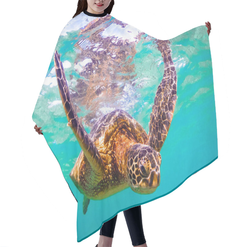 Personality  Hawaiian Green Sea Turtle Cruising The Warm Waters Of The Pacific Ocean In Hawaii Hair Cutting Cape