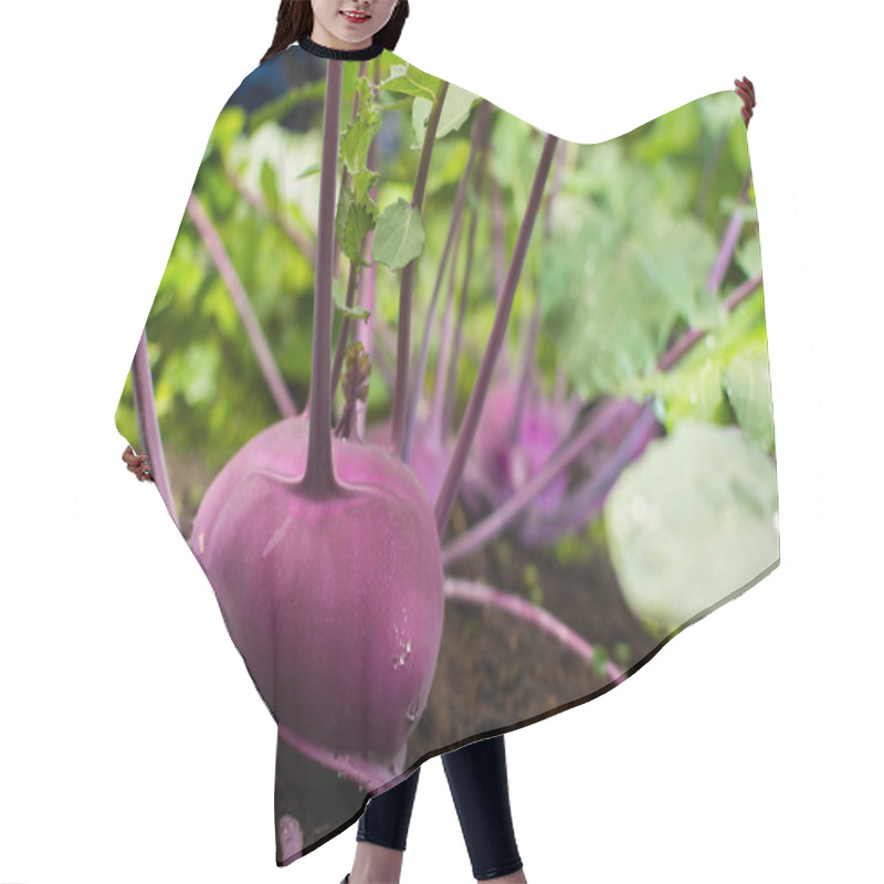 Personality  Closeup Of A Purple Ripe Kohlrabi Or Turnip Plant Growing In In  Hair Cutting Cape