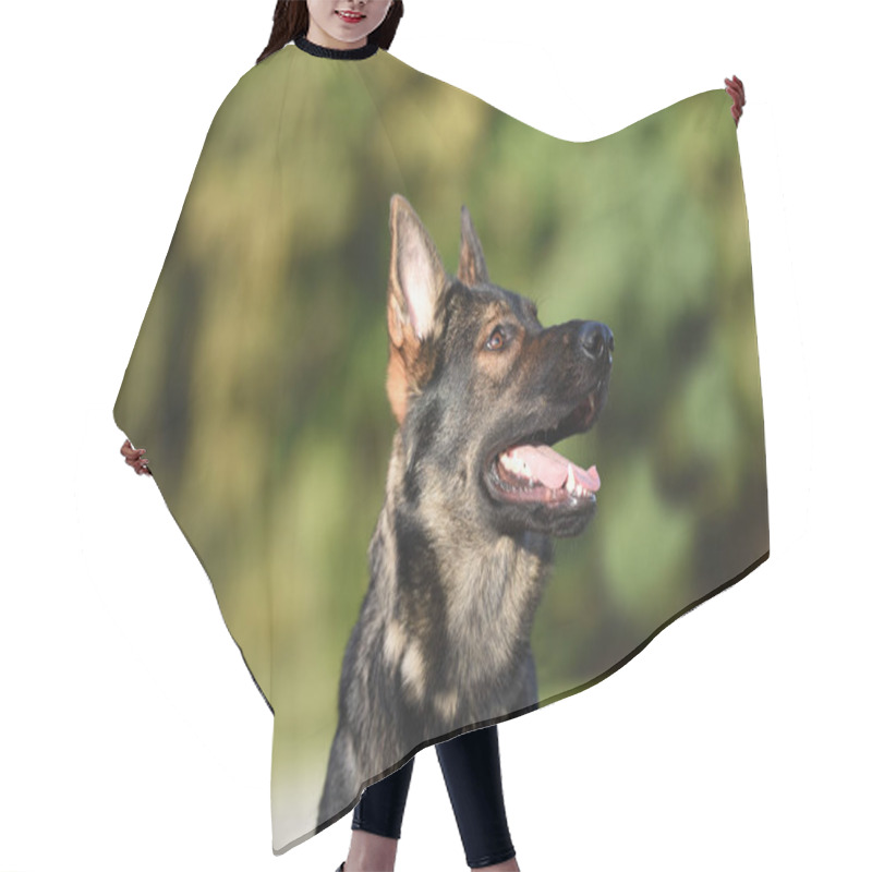 Personality  Sable German Shepherd Close Up Head Portrait Hair Cutting Cape