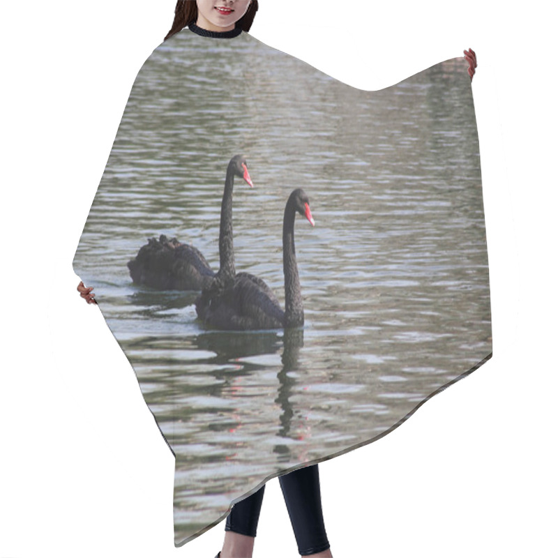 Personality  Black Swan. Hair Cutting Cape