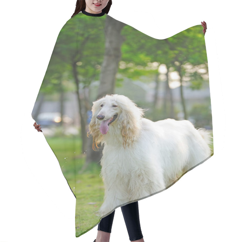 Personality  Afghan Hound Dog Hair Cutting Cape