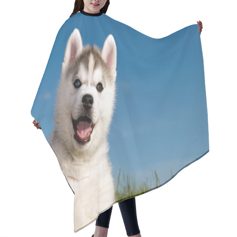 Personality  Siberian Husky Dog Puppy Hair Cutting Cape