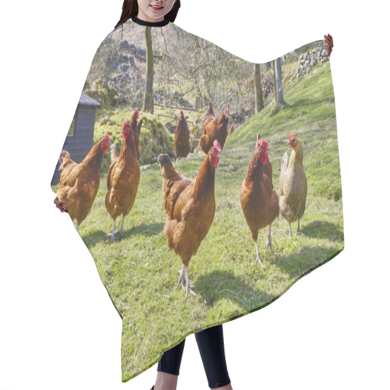 Personality  Chicken Hair Cutting Cape