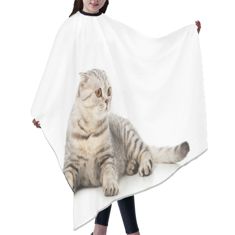 Personality  Striped British Shorthair Cat Looking Away Isolated On White Background  Hair Cutting Cape