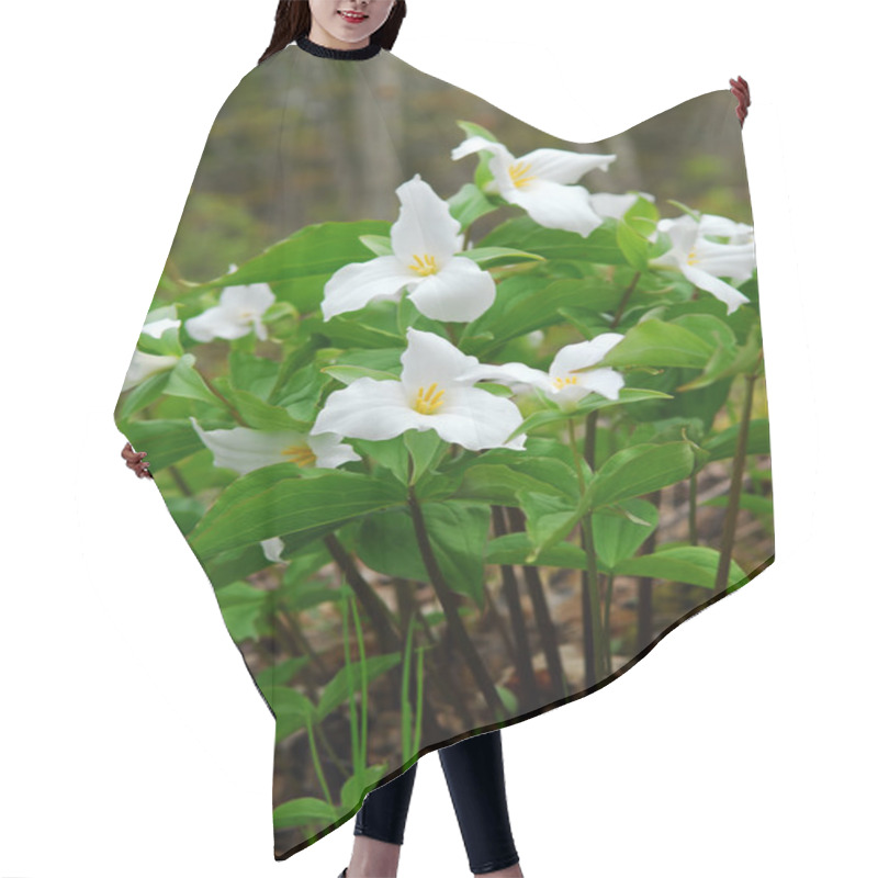 Personality  White Trillium Blooming In Woodlands, Ontario Provincial Flower Hair Cutting Cape