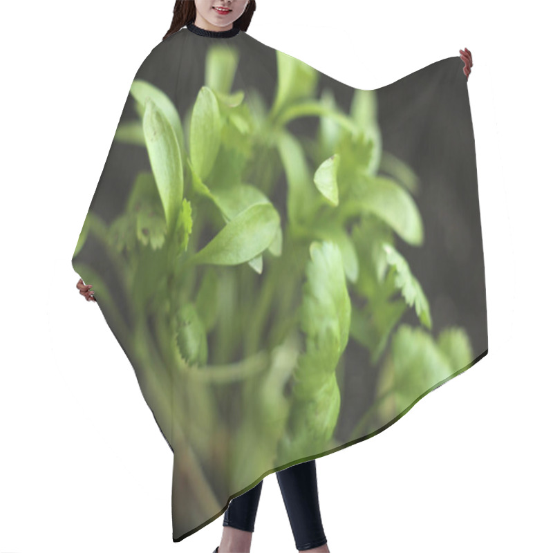 Personality  The Green Shoots Of The Seedlings Emerge From The Soil. Selectiv Hair Cutting Cape